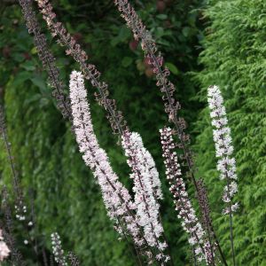 Actaea simplex 'Pink Spike' (Baneberry 'Pink Spike' (Previously known as Cimicifuga))