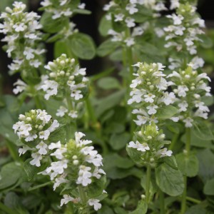 Ajuga reptans 'Alba' (Bugle, white flowered)