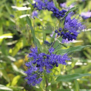 Amsonia tabernaemontana (Blue dogbane)