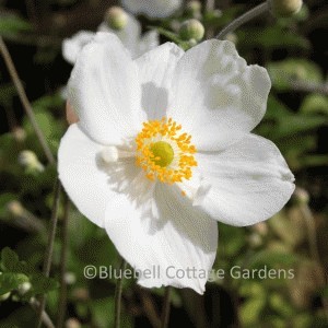 Anemone x hybrida 'Coupe d'Argent' (Japanese Anemone 'Silver Cup')