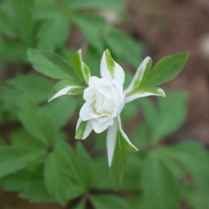 Anemone nemorosa 'Bracteata Pleniflora' (Wood anemone 'Bracteata Pleniflora')