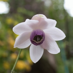 Anemonopsis macrophylla (False anemone)