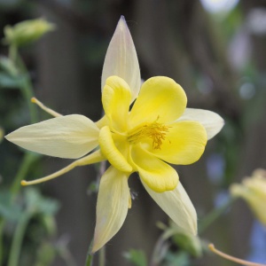 Aquilegia chrysantha 'Yellow Queen' (Granny's bonnet. Columbine 'Yellow Queen')