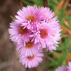 Aster novae-angliae 'Harrington's Pink' (Syn. Symphyotrichum novae-angliae 'Harrington's Pink')