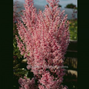 Astilbe 'Look at Me' (PBR)