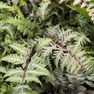 Athyrium niponicum 'Red Beauty' (Japanese painted fern 'Red Beauty')