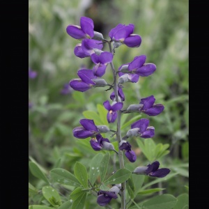Baptisia 'Purple Smoke' (Indigo weed 'Purple Smoke')