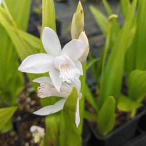 Bletilla striata alba (Hyacinth orchid white form)