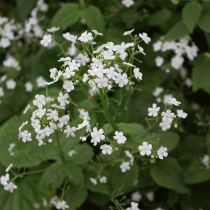 Brunnera macrophylla 'Betty Bowring' (Siberian bugloss 'Betty Bowring')
