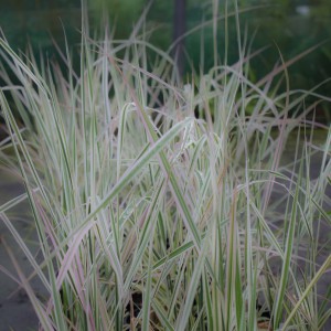 Calamagrostis x acutiflora 'Overdam' (Feather-reed grass 'Overdam')