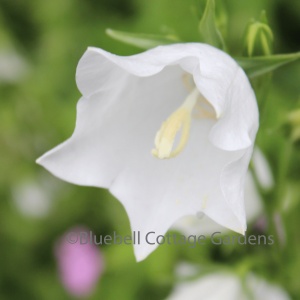 Campanula persicifolia var. alba (Peach-leaved bellflower white flowered)