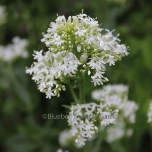 Centranthus ruber 'Albus' (White Valerian)
