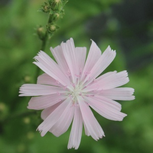 Cichorium intybus f. roseum (Chicory- pink form)