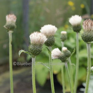 Cirsium rivulare Frosted Magic = 'Lowcir' (PBR) (Brook thistle 'Frosted Magic')