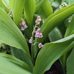Convallaria majalis var. rosea (Lily of the Valley - pink flowered)