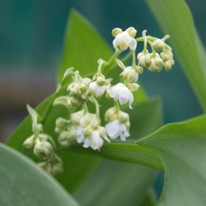 Convallaria majalis 'Flore Pleno' (Lily of the Valley - double flowered)