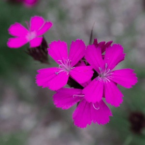 Dianthus carthusianorum (German pink)