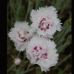 Dianthus 'Ine' (Pink 'Ine')