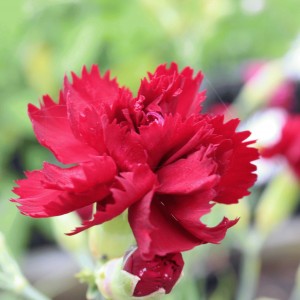 Dianthus 'Old Red Clove' (Pink 'Old Red Clove')
