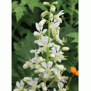 Dictamnus albus var. albus (White-flowered Dittany)