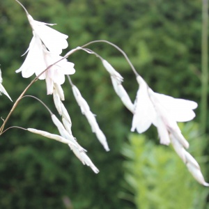 Dierama - white flowered (Angel's Fishing Rod)