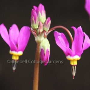 Dodecatheon meadia (Shooting stars, American cowslip)