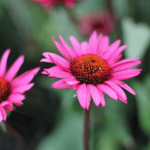 Echinacea 'Fatal Attraction' (PBR) (Coneflower 'Fatal Attraction')