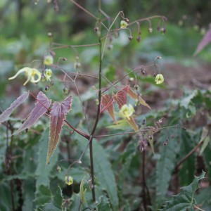 Epimedium 'Spine Tingler' (Barrenwort 'Spine Tingler')
