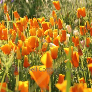 Eschscholzia californica (Californian poppy)