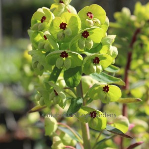 Euphorbia x martini (Martin's spurge)