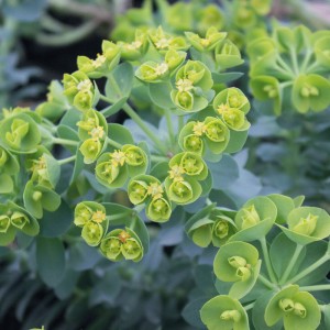 Euphorbia myrsinites (Spurge)