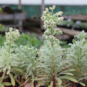 Euphorbia characias (Spurge)