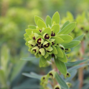 Euphorbia characias 'Black Pearl' (Spurge 'Black Pearl')