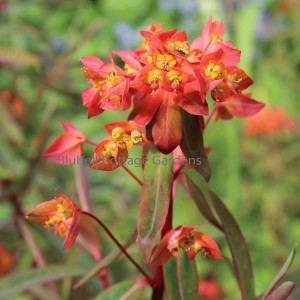 Euphorbia griffithii 'Fireglow' (Spurge 'Fireglow')