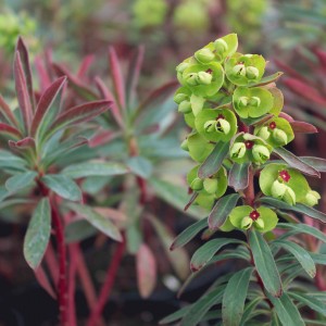 Euphorbia Redwing = 'Charam' (Spurge 'Redwing')