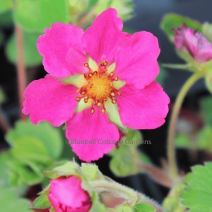 Fragaria x ananassa 'Red Ruby' (PBR) (Deep pink flowered strawberry)