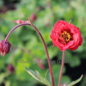 Geum 'Flames of Passion' (PBR) (Avens 'Flames of Passion')