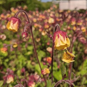 Geum 'Rusty Young' (Avens 'Rusty Young')
