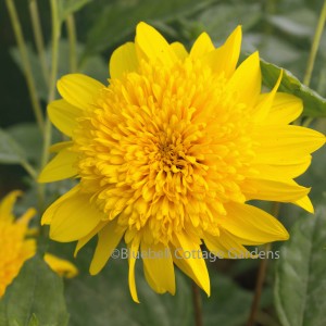 Helianthus 'Happy Days' (Perennial sunflower 'Happy Days')