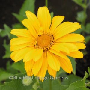 Heliopsis 'Venus' (False sunflower 'Venus')