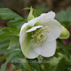 Helleborus niger (Christmas Rose)