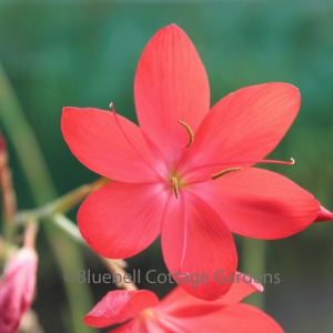 Hesperantha coccinea 'Major' (Kaffir Lily. Syn. Schizostylis coccinea 'Major')