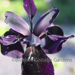 Iris chrysographes (Black iris)