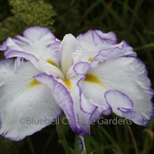 Iris ensata 'Light at Dawn' (Japanese iris)