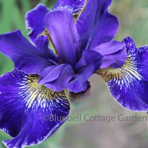 Iris sibirica 'Golden Edge' (Siberian Iris 'Golden Edge')