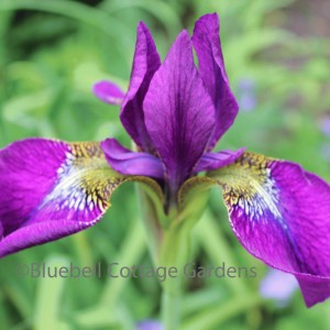 Iris sibirica 'Hubbard' (Siberian Iris 'Hubbard')