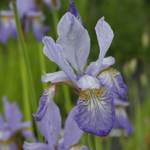 Iris sibirica 'Perry's Blue' (Siberian Iris 'Perry's Blue')