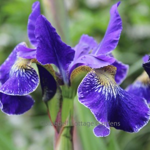 Iris sibirica 'Silver Edge' (Siberian Iris 'Silver Edge')