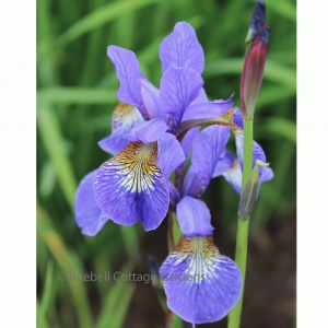 Iris sibirica (Siberian Iris)