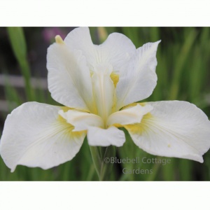 Iris sibirica 'White Swirl' (Siberian Iris 'White Swirl')